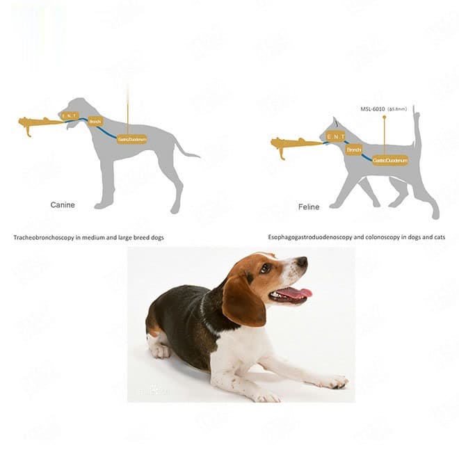 Veterinary Endoscopy