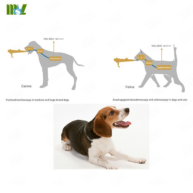 Veterinary Endoscopy