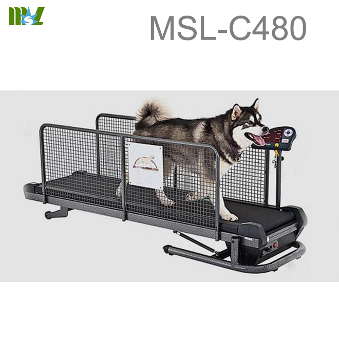 water dog treadmill